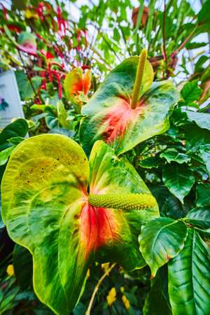 Large leaves on exotic plants with blurred backgroundの写真素材
