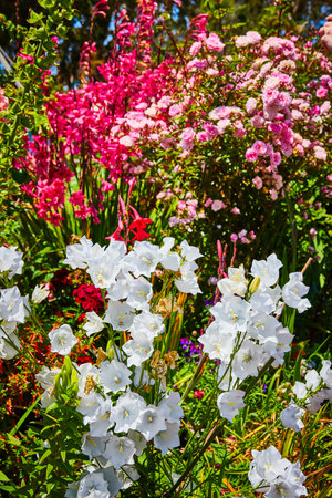 Pretty collection of white flowers with soft pink and hot pink flowers in backgroundの写真素材