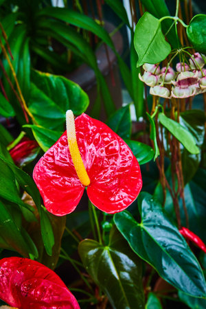 Waxy red leaves with tall yellow stems and green plants in backgroundの写真素材