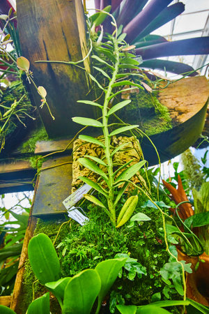 Tall vine growing up wooden beam in conservatory green houseの写真素材