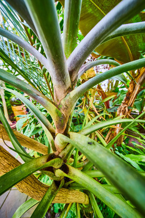 Succulent growing vertically inside room full of plantsの写真素材