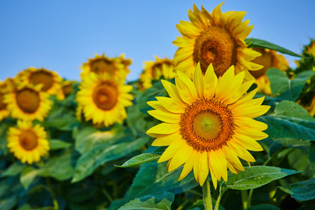 Yellow sunflowers close up of seeds under blue skyの写真素材