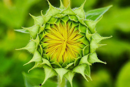 Macro view tiny yellow petals forming inside green flower bud of sunflower openingの写真素材