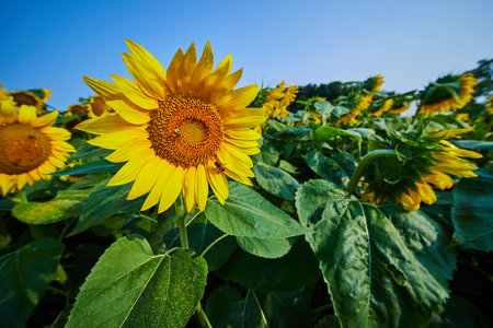 Bees pollinating gorgeous yellow sunflower in field on summer dayの写真素材