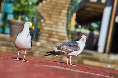 Scruffy seagull gives judgmental look at camera while other seagull stares with contemptの写真素材