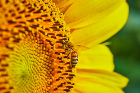 Macro of honeybee pollinating sunflower seeds with blurry yellow petalsの写真素材