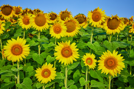 Short and tall sunflowers in rows under blue skyの写真素材