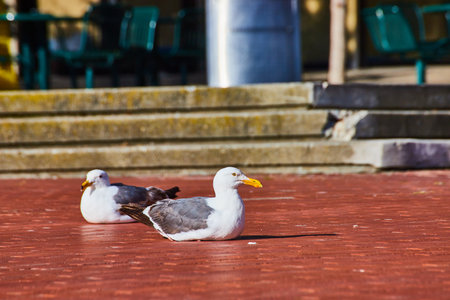 Two seagulls rest together on red brick pathway with judgmental looksの写真素材
