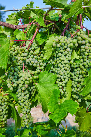 Multiple bundles of green grapes growing on the vine in vineyardの写真素材