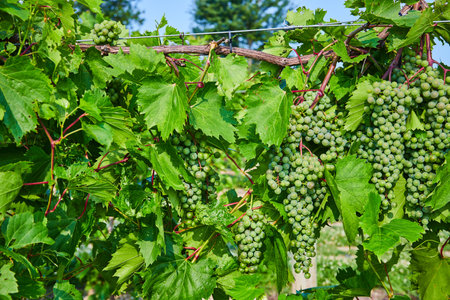 Multiple green grape bundles growing on purple vine with large leavesの写真素材