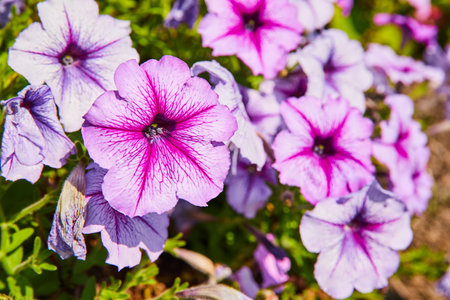Close up of gorgeous purple flowers with hot pink star burst along five petalsの写真素材
