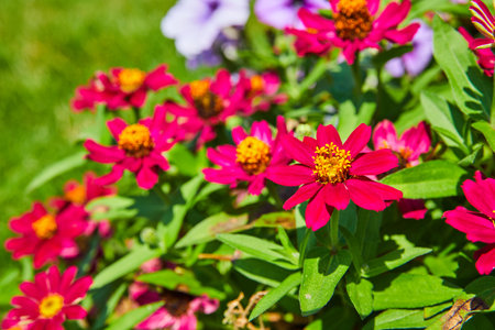 Hot pink flowers with gorgeous golden yellow middle with pollen close up of bushの写真素材