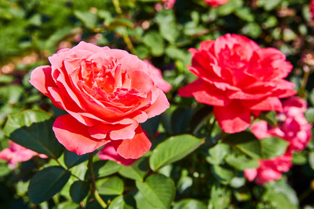 Gorgeous dark pink roses on bright summer day close up shotの写真素材