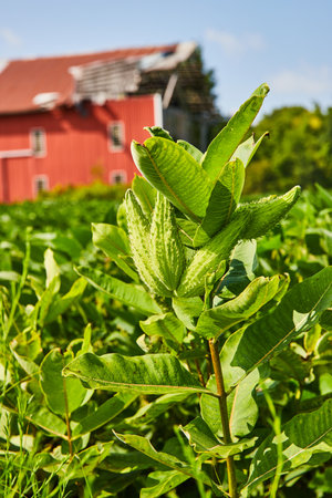 Milkweed plant with blurred field and red barn in backgroundの写真素材