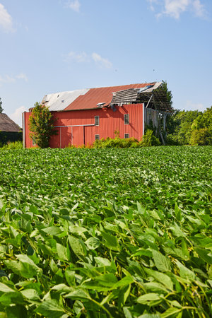 Red barn with torn off roof behind soybean field on summer dayの写真素材