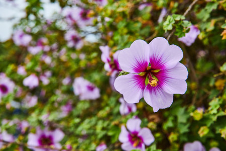 Close up of lilac purple flower with dark center with blurry flowering bush in backgroundの写真素材