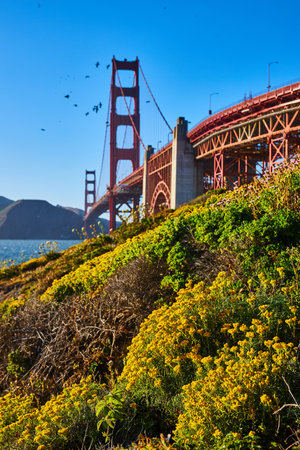 Yellow flowers on grassy hillside near base of Golden Gate Bridgeの写真素材