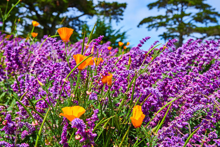 Wall of yellow and purple flowers with trees and sky in background assetの写真素材