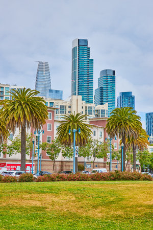 Grassy field overlooking palm trees in front of buildings with San Francisco skyscraper skylineの写真素材