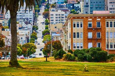 Palm tree in park by San Francisco, USA steep streets lined with colorful housesの写真素材
