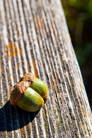 Sunlit Green Acorn on Textured Wood in Natural Closeup