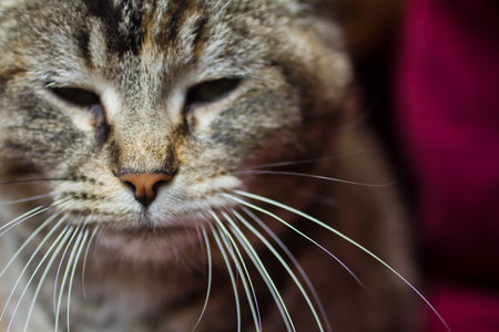 Close-up Portrait of Relaxed Tabby Cat in Warm Indoor Settingの写真素材