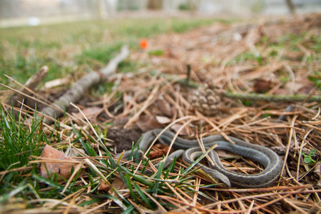 Close-Up of Slender Snake Amidst Pine Needles on Forest Floorの写真素材