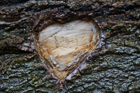 Heart Carving on Textured Tree Bark Close-Upの写真素材