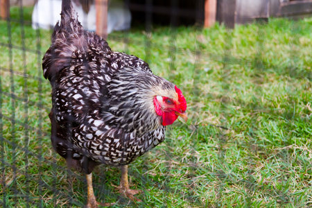 Mature Speckled Hen Grazing on Green Farm in Tennesseeの写真素材