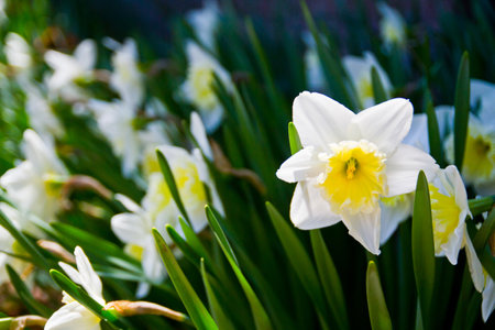 Blooming Daffodils in Soft Sunlight Close-Upの写真素材