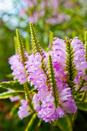 Pink Garden Blooms in Natural Light, Fort Wayne, Indiana Close-Upの写真素材