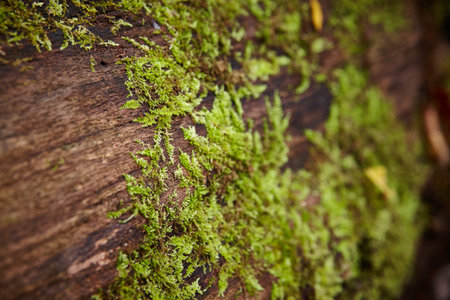 Vibrant Green Moss on Aged Wood in Bicentennial Acres, Indiana Close-Upの写真素材