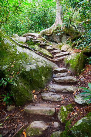 Stone Stairway Journey through Lush Tennessee Forest Trailの写真素材