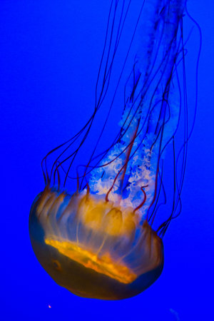 Vibrant Underwater Close-Up of Jellyfish in Tennessee Aquariumの写真素材