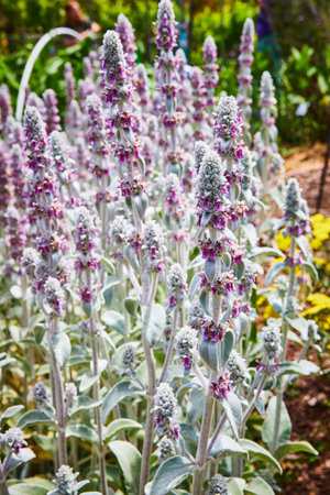 Lambâ€™s Ear purple flower on white stalk promising renewal of spring and hope in garden of...