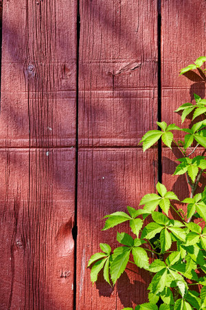 Virginia Creeper on Weathered Red Barn Wood in Fort Wayneの写真素材