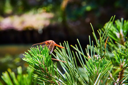 Alert dragonfly resting with wings forward on tip of pine needles with dark ominous backgroundの写真素材