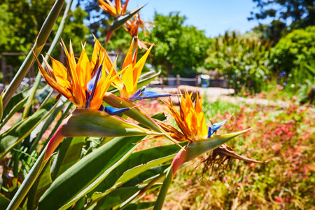 Bird of paradise flower with yellow and blue petals in pretty display in front of garden of plantsの写真素材