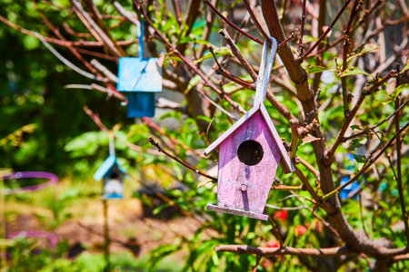 Empty nest purple birdhouse with blue on tree in spring of hope on warm sunny dayの写真素材