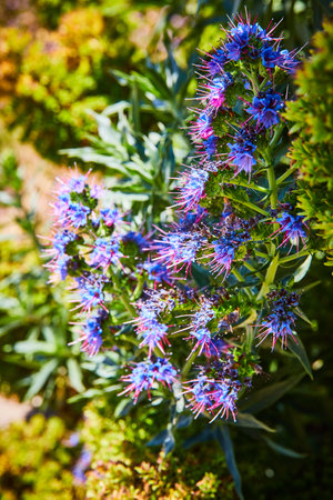 Purple and blue spiky flowers on green plant the Pride of Madeira a stunningly beautiful rosetteの写真素材