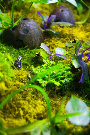 Vibrant Dart Frog in Tropical Aquarium Setting, Gatlinburg Tennesseeの写真素材