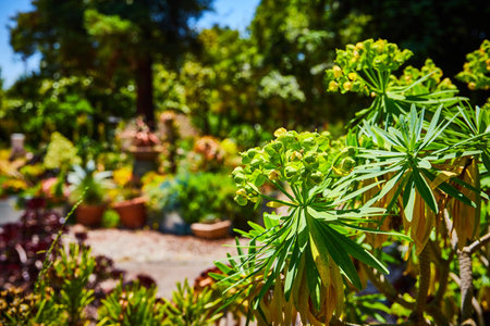 Variety of succulent plants along peaceful and serene path in The Gardens at Lake Merrittの写真素材