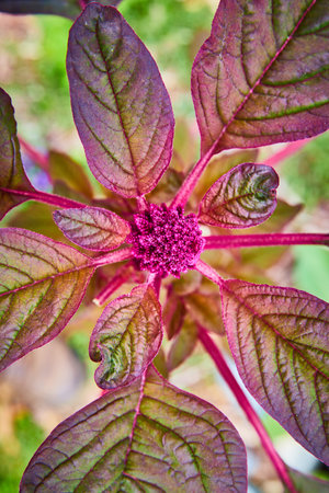 Amaranthus Cruentus the red garnet plant opening up like renewal of the promise of lifeの写真素材