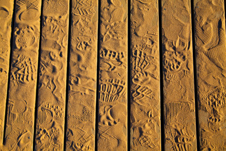 Sunlit Footprints on Wooden Planks in Empire Michiganの写真素材