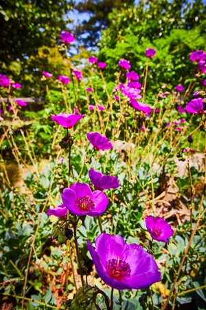 Glorious purple flowers in bloom on pretty, bright summer day in garden teaming with joyous lifeの写真素材