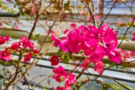 Vibrant Pink Bougainvillea Blooms in Urban Greenhouse, Eye-Level Viewの写真素材