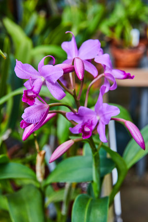 Vibrant Purple Orchids in Greenhouse, Shallow Depth Focusの写真素材