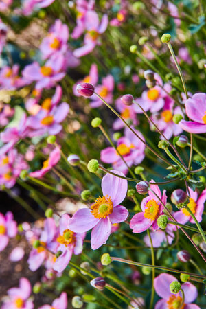 Vibrant Pink Anemone Blooms in Natural Garden Settingの写真素材