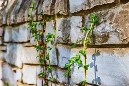 Vine on Textured Brick Wall - Nature Meets Architecture