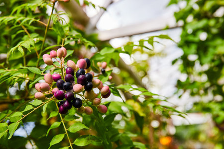 Vibrant Berries in Progressive Ripeness with Bokeh Foliage Backgroundの写真素材